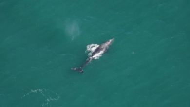 Rare Gray Whale Sighting Sparks Hope for Atlantic Marine Conservation Efforts